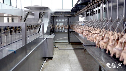 工業(yè)新游記|鴨工廠里的"鴨文化":一只鴨如何成為一座城的味蕾記憶?